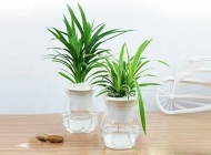 Trồng cây lá dứa thủy canh đơn giản
