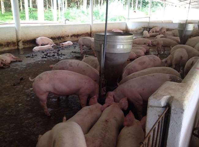 Nguyên nhân chuồng heo có mùi hôi