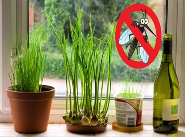 Trồng c&acirc;y trong nh&agrave; bếp hiệu quả