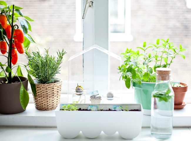 Trồng c&acirc;y trong nh&agrave; bếp nhanh ch&oacute;ng