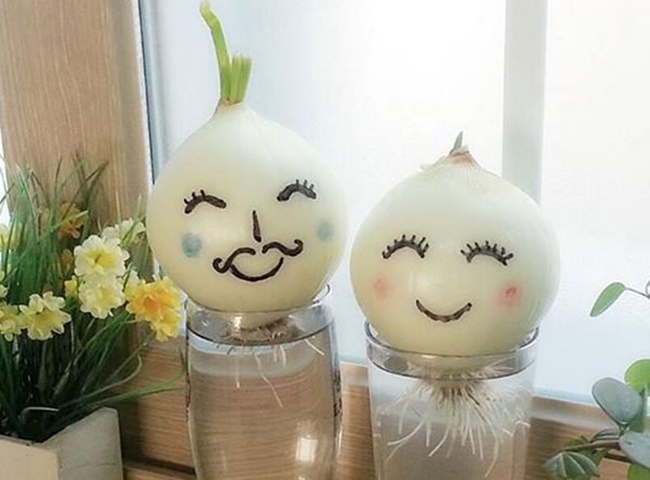 Trồng c&acirc;y trong nh&agrave; bếp c&acirc;y h&agrave;nh t&acirc;y