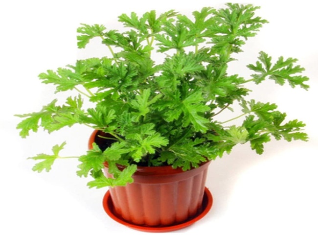 Trồng c&acirc;y trong nh&agrave; bếp c&acirc;y ngải cứu