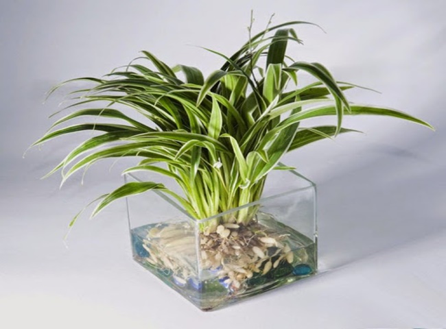 Chăm sóc cây lá dứa thủy canh sau khi trồng