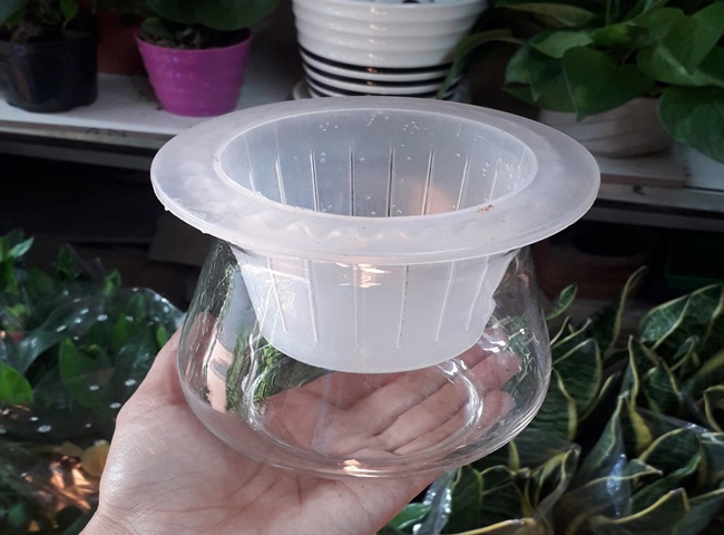 Chuẩn bị dụng cụ trồng cây lá dứa thủy canh