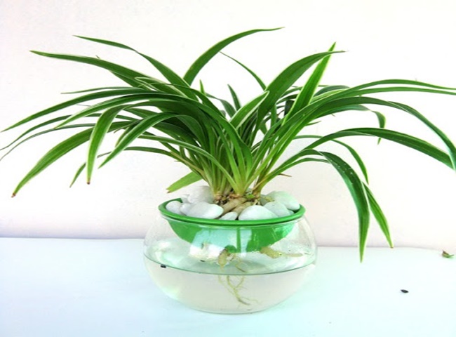 Tiến hành trồng cây lá dứa thủy canh