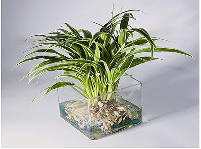 Trồng cây lá dứa thủy canh loại bỏ khí độc