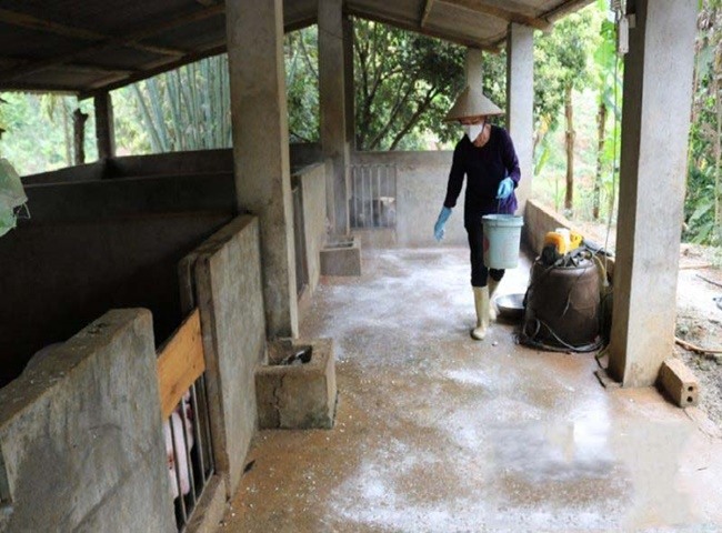 Xử lý chuồng heo có mùi hôi bằng vôi sống